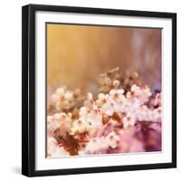 Cherry Tree Flowers Blooming in the Spring Toned with a Retro Vintage Instagram Filter-graphicphoto-Framed Photographic Print