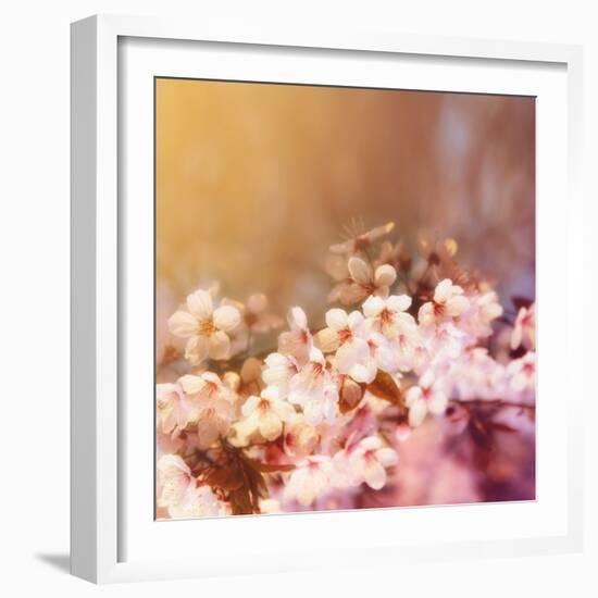 Cherry Tree Flowers Blooming in the Spring Toned with a Retro Vintage Instagram Filter-graphicphoto-Framed Photographic Print