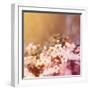 Cherry Tree Flowers Blooming in the Spring Toned with a Retro Vintage Instagram Filter-graphicphoto-Framed Photographic Print
