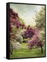 Cherry Tree Grove-Jessica Jenney-Framed Stretched Canvas
