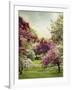 Cherry Tree Grove-Jessica Jenney-Framed Giclee Print