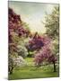 Cherry Tree Grove-Jessica Jenney-Mounted Giclee Print