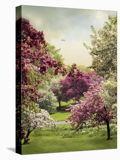 Cherry Tree Grove-Jessica Jenney-Stretched Canvas