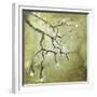 Cherry Tree II-Karen Williams-Framed Giclee Print