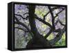 Cherry Tree in Bloom, Portland Japanese Garden, Portland, Oregon, USA-Michel Hersen-Framed Stretched Canvas