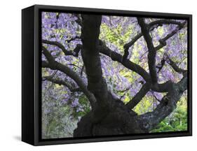 Cherry Tree in Bloom, Portland Japanese Garden, Portland, Oregon, USA-Michel Hersen-Framed Stretched Canvas