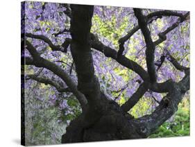 Cherry Tree in Bloom, Portland Japanese Garden, Portland, Oregon, USA-Michel Hersen-Stretched Canvas