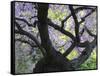 Cherry Tree in Bloom, Portland Japanese Garden, Portland, Oregon, USA-Michel Hersen-Framed Stretched Canvas