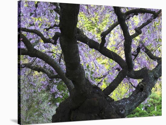 Cherry Tree in Bloom, Portland Japanese Garden, Portland, Oregon, USA-Michel Hersen-Stretched Canvas