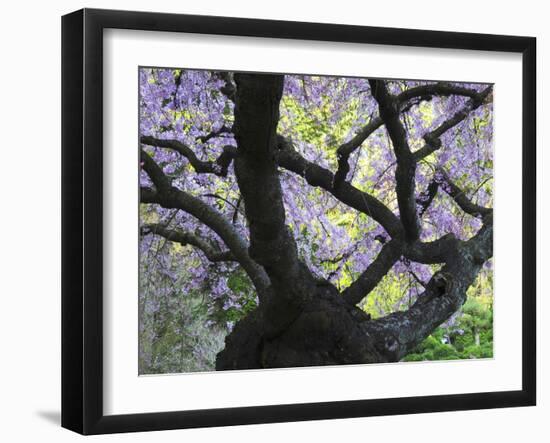 Cherry Tree in Bloom, Portland Japanese Garden, Portland, Oregon, USA-Michel Hersen-Framed Premium Photographic Print