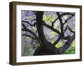 Cherry Tree in Bloom, Portland Japanese Garden, Portland, Oregon, USA-Michel Hersen-Framed Photographic Print