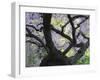 Cherry Tree in Bloom, Portland Japanese Garden, Portland, Oregon, USA-Michel Hersen-Framed Photographic Print