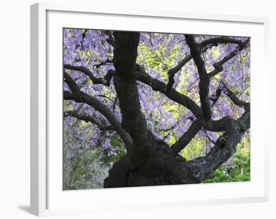 Cherry Tree in Bloom, Portland Japanese Garden, Portland, Oregon, USA-Michel Hersen-Framed Photographic Print