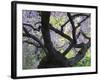 Cherry Tree in Bloom, Portland Japanese Garden, Portland, Oregon, USA-Michel Hersen-Framed Photographic Print