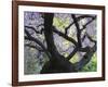 Cherry Tree in Bloom, Portland Japanese Garden, Portland, Oregon, USA-Michel Hersen-Framed Photographic Print