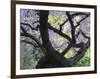 Cherry Tree in Bloom, Portland Japanese Garden, Portland, Oregon, USA-Michel Hersen-Framed Photographic Print