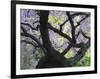 Cherry Tree in Bloom, Portland Japanese Garden, Portland, Oregon, USA-Michel Hersen-Framed Photographic Print