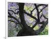 Cherry Tree in Bloom, Portland Japanese Garden, Portland, Oregon, USA-Michel Hersen-Framed Photographic Print