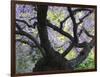 Cherry Tree in Bloom, Portland Japanese Garden, Portland, Oregon, USA-Michel Hersen-Framed Photographic Print