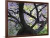 Cherry Tree in Bloom, Portland Japanese Garden, Portland, Oregon, USA-Michel Hersen-Framed Photographic Print