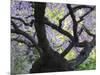 Cherry Tree in Bloom, Portland Japanese Garden, Portland, Oregon, USA-Michel Hersen-Mounted Photographic Print