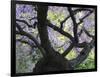 Cherry Tree in Bloom, Portland Japanese Garden, Portland, Oregon, USA-Michel Hersen-Framed Photographic Print