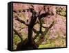 Cherry Tree in Bloom, Portland Japanese Garden, Portland, Oregon, USA-Michel Hersen-Framed Stretched Canvas