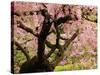 Cherry Tree in Bloom, Portland Japanese Garden, Portland, Oregon, USA-Michel Hersen-Stretched Canvas