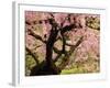 Cherry Tree in Bloom, Portland Japanese Garden, Portland, Oregon, USA-Michel Hersen-Framed Photographic Print