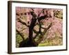 Cherry Tree in Bloom, Portland Japanese Garden, Portland, Oregon, USA-Michel Hersen-Framed Photographic Print