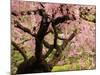 Cherry Tree in Bloom, Portland Japanese Garden, Portland, Oregon, USA-Michel Hersen-Mounted Photographic Print