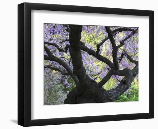 Cherry Tree in Bloom, Portland Japanese Garden, Portland, Oregon, USA-Michel Hersen-Framed Photographic Print