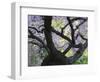 Cherry Tree in Bloom, Portland Japanese Garden, Portland, Oregon, USA-Michel Hersen-Framed Photographic Print