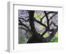 Cherry Tree in Bloom, Portland Japanese Garden, Portland, Oregon, USA-Michel Hersen-Framed Photographic Print