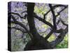 Cherry Tree in Bloom, Portland Japanese Garden, Portland, Oregon, USA-Michel Hersen-Stretched Canvas