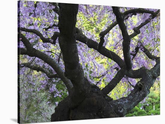 Cherry Tree in Bloom, Portland Japanese Garden, Portland, Oregon, USA-Michel Hersen-Stretched Canvas