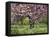 Cherry Tree, in Blossom, Regents Park, London, UK-Georgette Douwma-Framed Stretched Canvas
