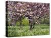 Cherry Tree, in Blossom, Regents Park, London, UK-Georgette Douwma-Stretched Canvas