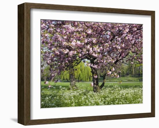 Cherry Tree, in Blossom, Regents Park, London, UK-Georgette Douwma-Framed Photographic Print