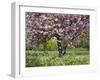 Cherry Tree, in Blossom, Regents Park, London, UK-Georgette Douwma-Framed Photographic Print