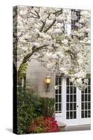 Cherry Tree in Full Bloom, Pitcock Mansion, Portland, Oregon, USA-Chuck Haney-Stretched Canvas