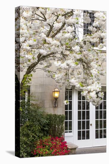 Cherry Tree in Full Bloom, Pitcock Mansion, Portland, Oregon, USA-Chuck Haney-Stretched Canvas