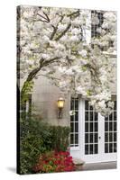 Cherry Tree in Full Bloom, Pitcock Mansion, Portland, Oregon, USA-Chuck Haney-Stretched Canvas