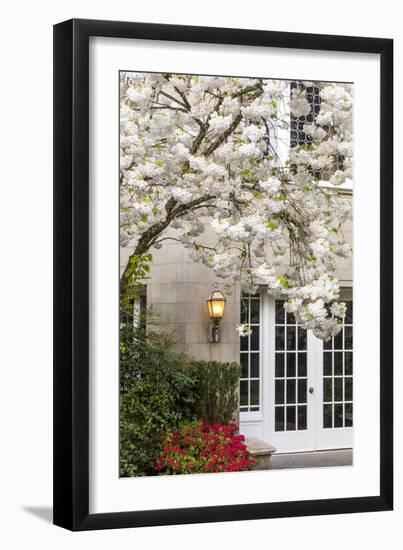 Cherry Tree in Full Bloom, Pitcock Mansion, Portland, Oregon, USA-Chuck Haney-Framed Premium Photographic Print