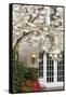 Cherry Tree in Full Bloom, Pitcock Mansion, Portland, Oregon, USA-Chuck Haney-Framed Stretched Canvas