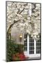 Cherry Tree in Full Bloom, Pitcock Mansion, Portland, Oregon, USA-Chuck Haney-Mounted Photographic Print