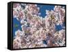 Cherry Tree in Full Blossom, Munich, Germany, Europe-P. Widmann-Framed Stretched Canvas