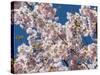 Cherry Tree in Full Blossom, Munich, Germany, Europe-P. Widmann-Stretched Canvas