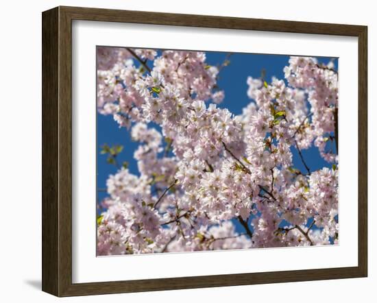 Cherry Tree in Full Blossom, Munich, Germany, Europe-P. Widmann-Framed Photographic Print