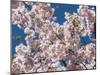 Cherry Tree in Full Blossom, Munich, Germany, Europe-P. Widmann-Mounted Photographic Print